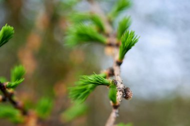 Çiçekli karaçam, güzel bir doğal arka plan