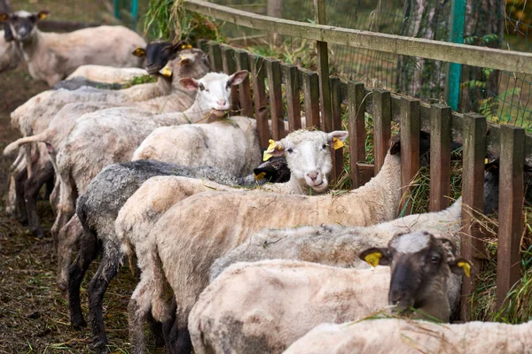 Pecore bianche mangiano erba . — Foto Stock