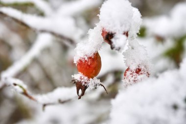 Karla kaplı kırmızı diken meyvesi.