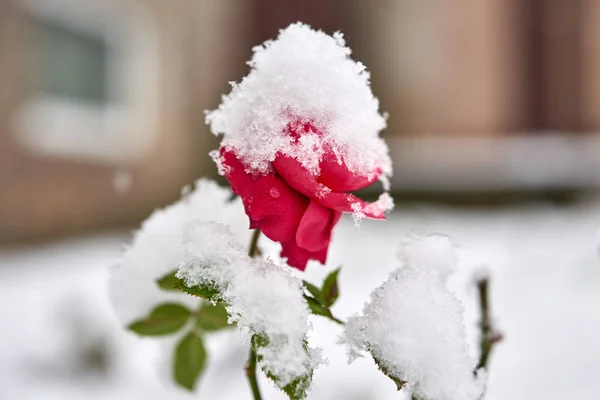 最初の雪で覆われた赤いバラ. — ストック写真