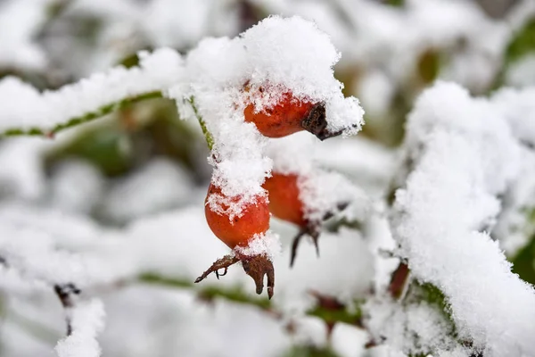 Röd tagg frukt täckt med snö. — Stockfoto