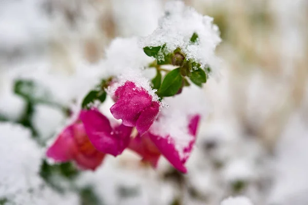 最初の雪で覆われた赤いバラ. — ストック写真