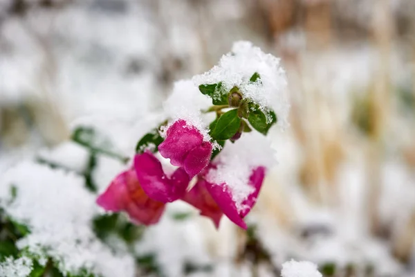 Röd ros täckt med första snön. — Stockfoto