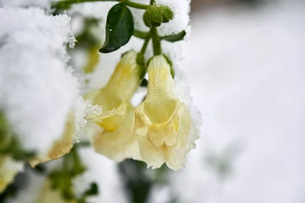 Höstblommor i snön, första snön på gula blommor i trädgården. — Stockfoto