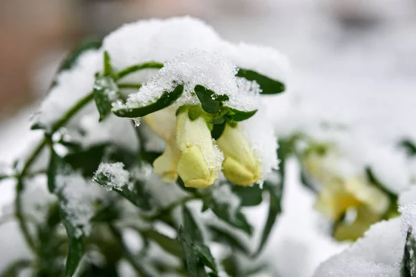 Höstblommor i snön, första snön på gula blommor i trädgården. — Stockfoto