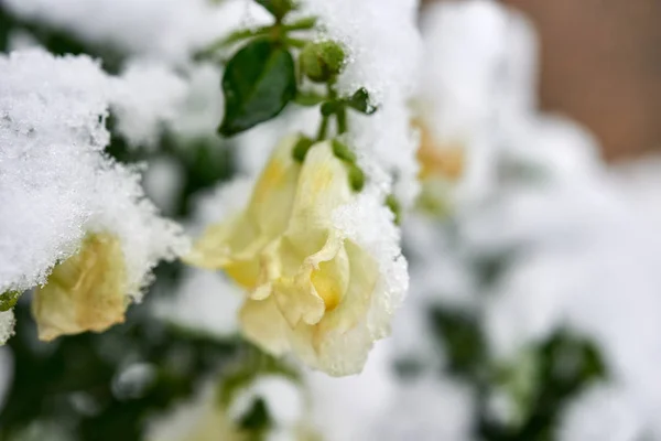 Höstblommor i snön, första snön på gula blommor i trädgården. — Stockfoto