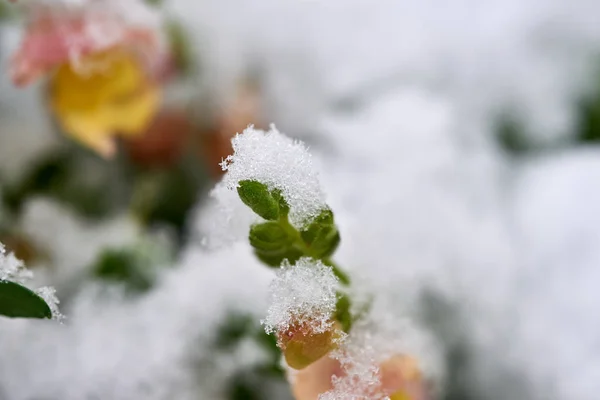 雪に覆われた凍った黄色の花. — ストック写真