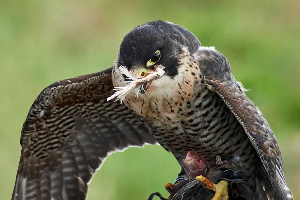 Falcão se alimenta da carne do pássaro capturado . — Fotografia de Stock