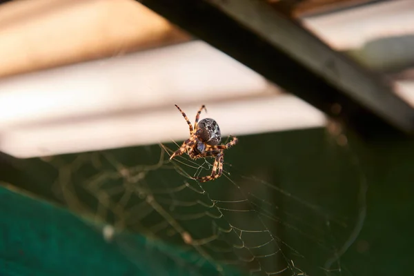 Duży brązowy pająk — Zdjęcie stockowe