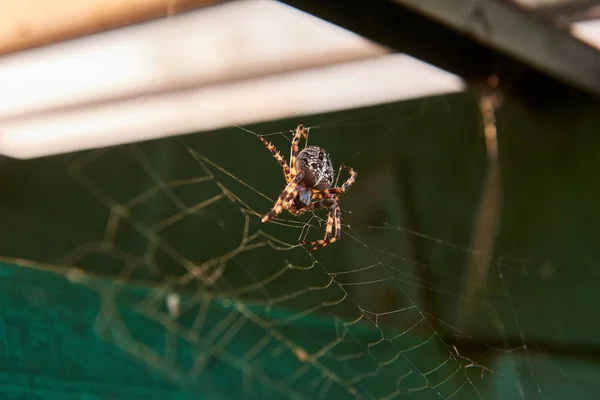 büyük kahverengi örümcek