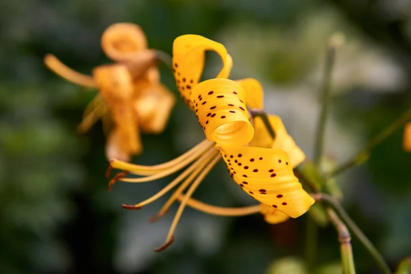Yellow unfolding flower blossom close up — ストック写真