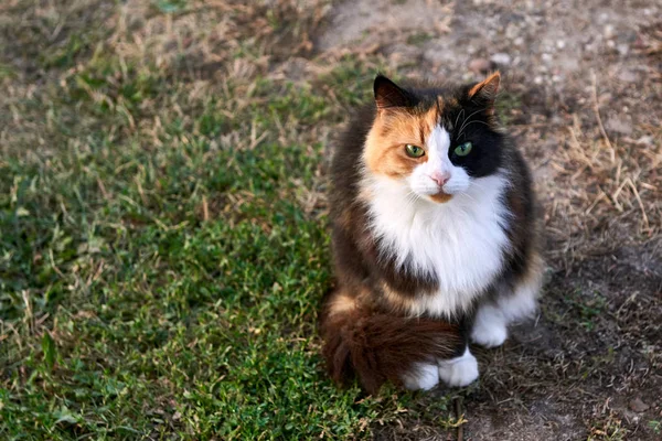 Variegated cat sits on the grass — 스톡 사진