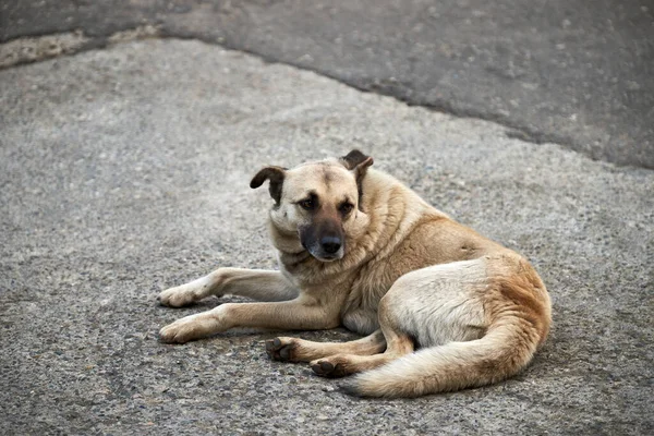 Şehrin sokaklarında evsiz köpekler.