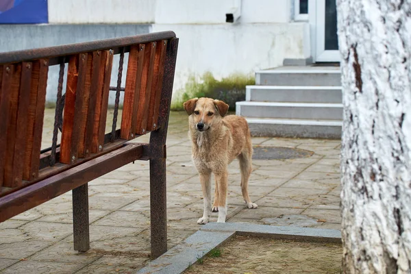 Homeless dogs on city streets.