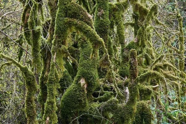 コーカサス山脈渓谷の植物 — ストック写真