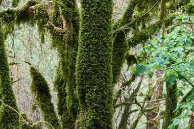 Kafkas Dağı Boğazı 'ndan Flora