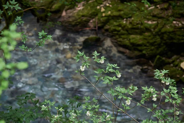 Înflorire Caucazian Mountain Canyon vegetation.Balda canion vegetație — Fotografie, imagine de stoc