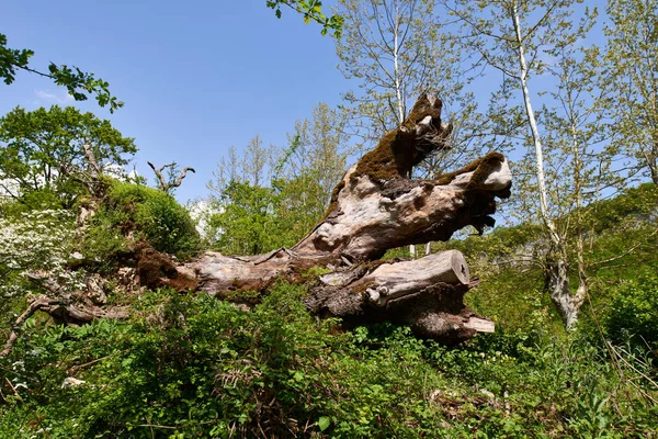 Old tree.An old tree is dead