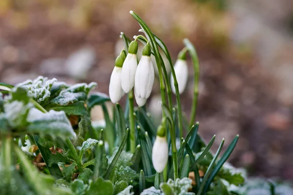 Bloeiende sneeuwklokjes bedekt met sneeuw — Stockfoto