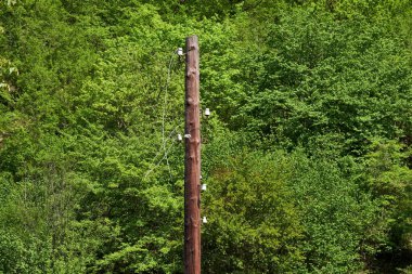 Eski tahta elektrik direği.