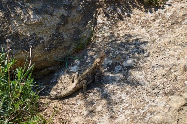 Kertenkele taşın üstünde ısınıyor. Kertenkele taşın üstünde ısınıyor.