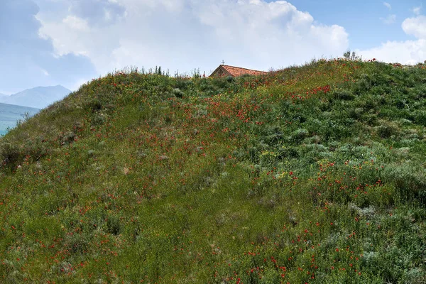 Маки Цвітуть Горах Макові Поля Гірській Місцевості — стокове фото