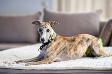 Genç Whippet kaltağı rahatlamış yatıyor. Bir kırbaç sürtüğünün portresi.