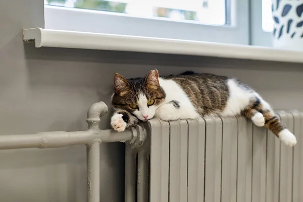 Domestic cat lying on a radiator.Heating season begins.