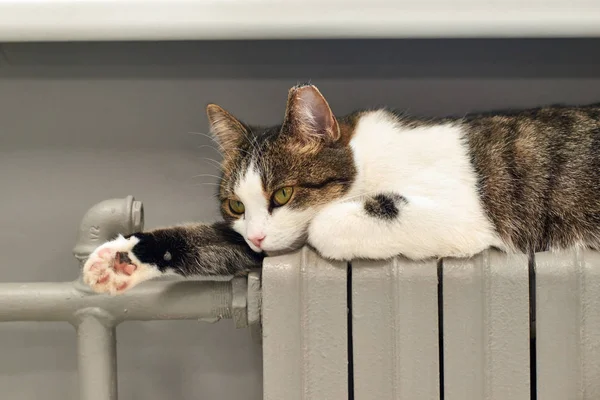 Radyatörün üzerinde yatan ev kedisi. Isıtma mevsimi başlıyor..