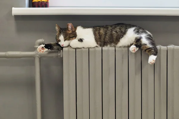 Radyatörün üzerinde yatan ev kedisi. Isıtma mevsimi başlıyor..