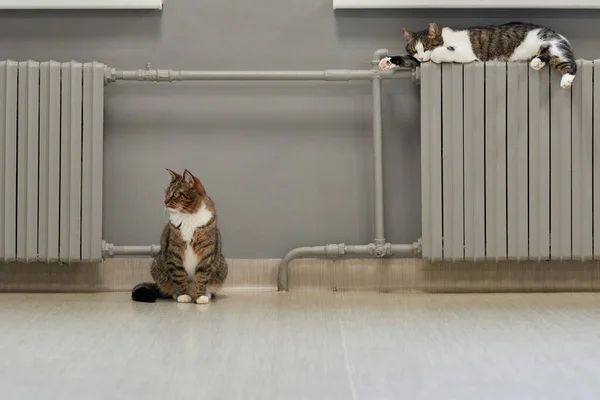 Kediler radyatörde ısınır. Isınma mevsimi başlar..