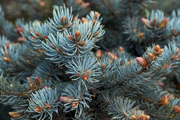 İğneli dallar ve gümüş kaplamalı küçük koniler. Köknar kozalakları.