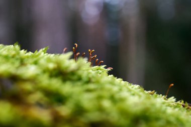 Ormanda güzel yosun arkaplanı. Yakından güzel yeşil yosun.