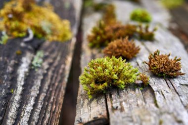 Ağaçlarda yosun var. Yosunlarla kaplanmış yaşlı ağaçlar. Ağaç yosunlarla kaplanmış.