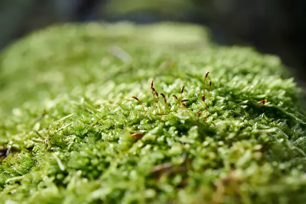 Beautiful Moss Background Forest Beautiful Green Moss Close — Stock Photo, Image