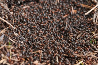 Baharın başlarında kahverengi karıncalar. İlkbaharın başında karıncalar.