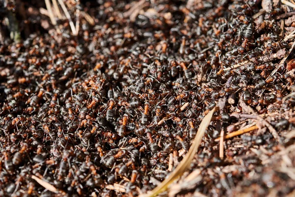 Baharın başlarında kahverengi karıncalar. İlkbaharın başında karıncalar.