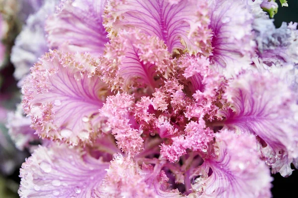 Blume Rosa Farbe Nahaufnahme Rosa Blume Aus Nächster Nähe Weicher — Stockfoto