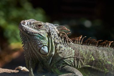 Yakından büyük yeşil bir iguana. Yeşil arka planda büyük yeşil bir iguana.