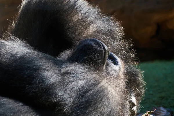 Gorila Montanha Relaxa Retrato Gorila Relaxado — Fotografia de Stock
