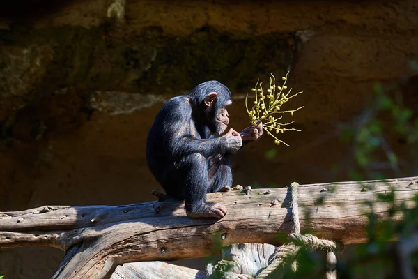 Chimpanzee eats leaves from a tree branch.Chimpanzee sits on a thick tree trunk