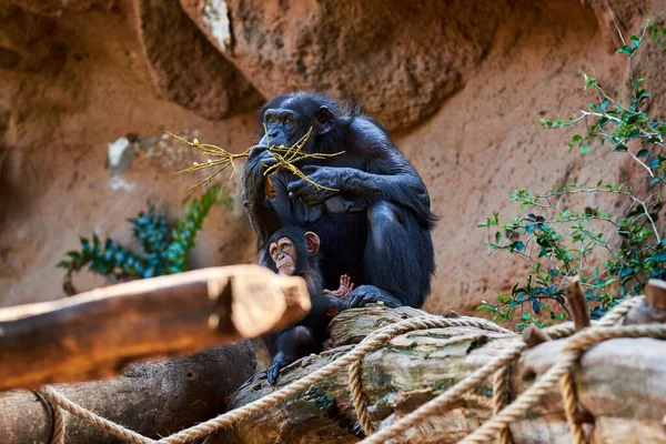 Chimpanzé Come Folhas Ramo Árvore Chimpanzé Com Bebê — Fotografia de Stock