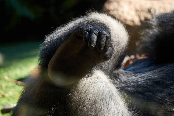 Gorilla Lába Közelebb Töredékek Hegyi Gorilla Test Stock Kép