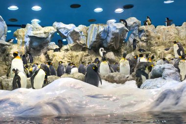 Penguen Akvaryumu Loro Parquein Tenerife.Parktaki akvaryumdaki Penguenler