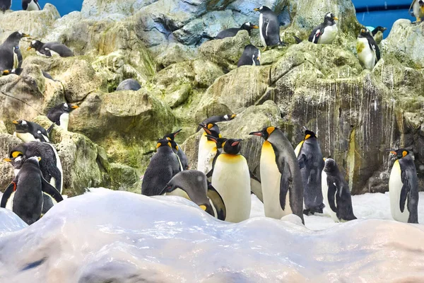 Pingvinek Akvárium Loro Parquein Tenerife Pingvinek Park Akváriumában Jogdíjmentes Stock Képek