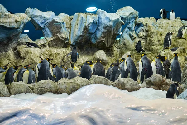 Nagy Gyönyörű Királyi Pingvinek Akváriumban Pingvinek Akváriumban — Stock Fotó