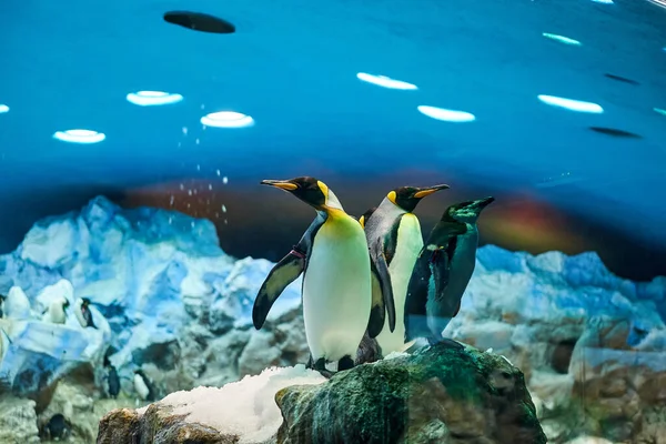 Nagy Gyönyörű Királyi Pingvinek Akváriumban Pingvinek Akváriumban Stock Kép