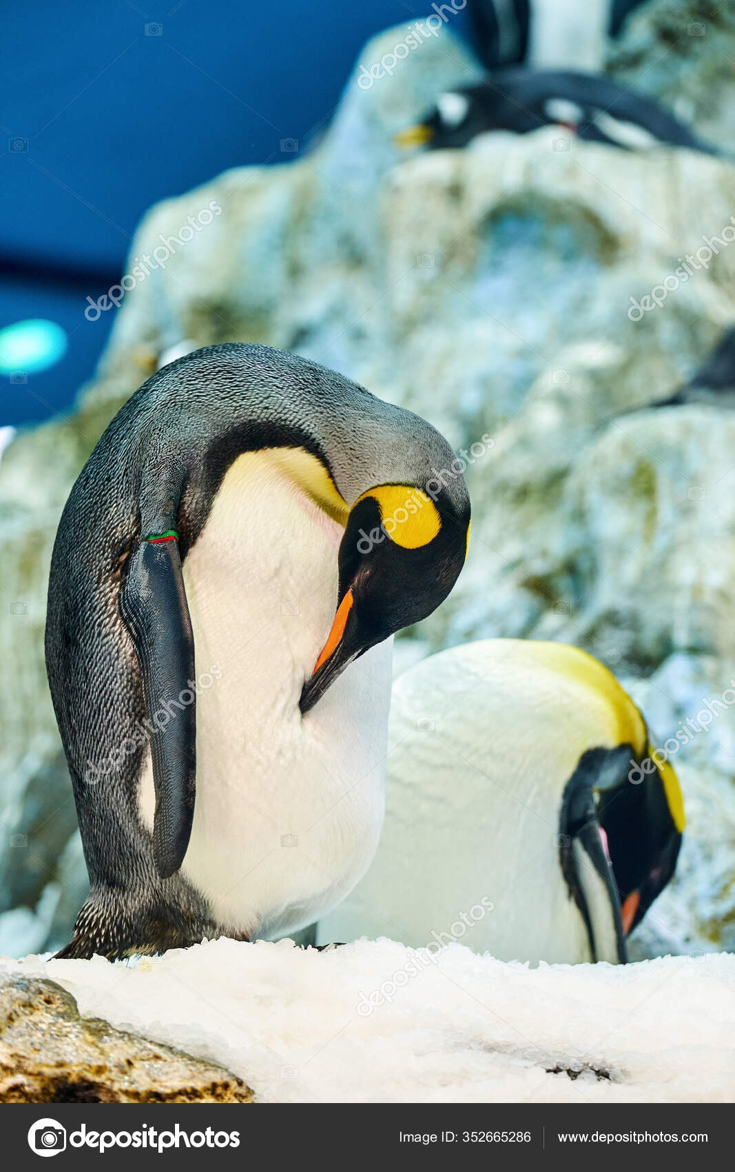 ロイヤル ペンギン写真素材 ロイヤリティフリーロイヤル ペンギン画像 Depositphotos ロイヤル ペンギン写真素材 ロイヤリティフリーロイヤル ペンギン画像 Depositphotos