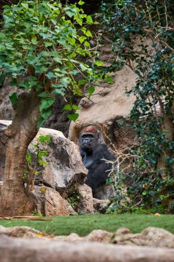 Hayvanat bahçesinde meditasyon yapan bir goril. Hayvanat bahçesinde goril.