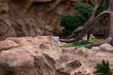 Hayvanat bahçesinde beyaz kaplan. Hayvanat bahçesinde dinlenen beyaz Bengal kaplanı.